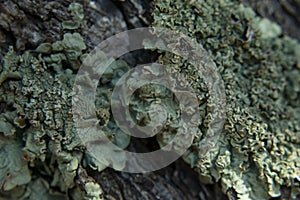 Macro of Grey Green Lichen on Tree Bark